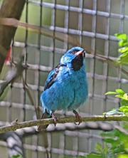 Picture/image of Blue Dacnis