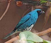 Picture/image of Swallow Tanager