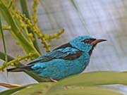 Picture/image of Blue Dacnis