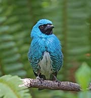 Swallow Tanager