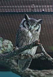 Picture/image of Southern White-faced Owl