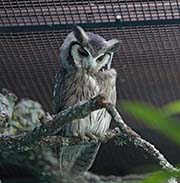 Picture/image of Southern White-faced Owl