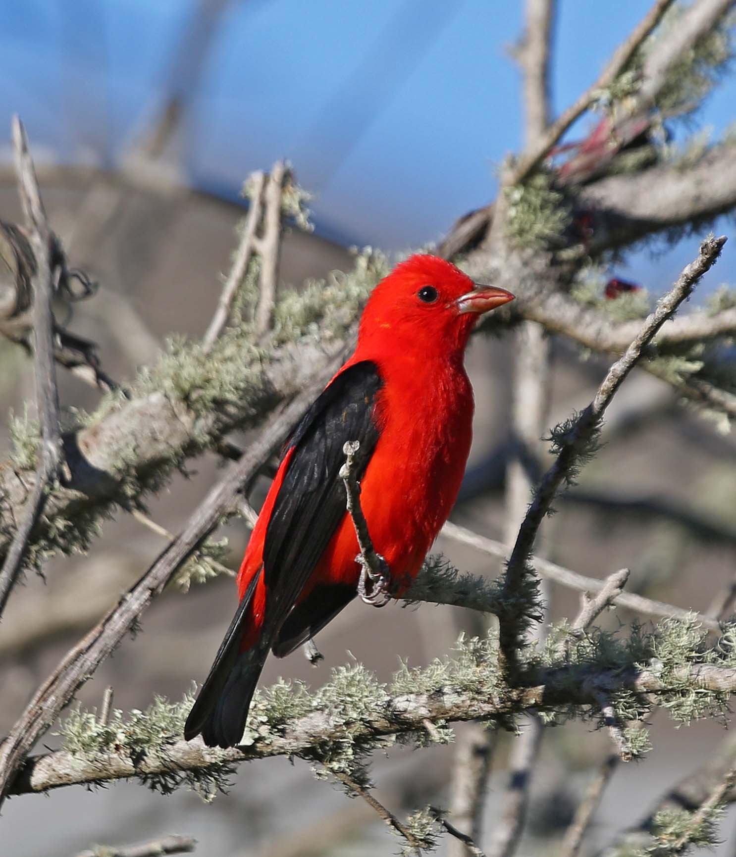 Pictures and information on Scarlet Tanager