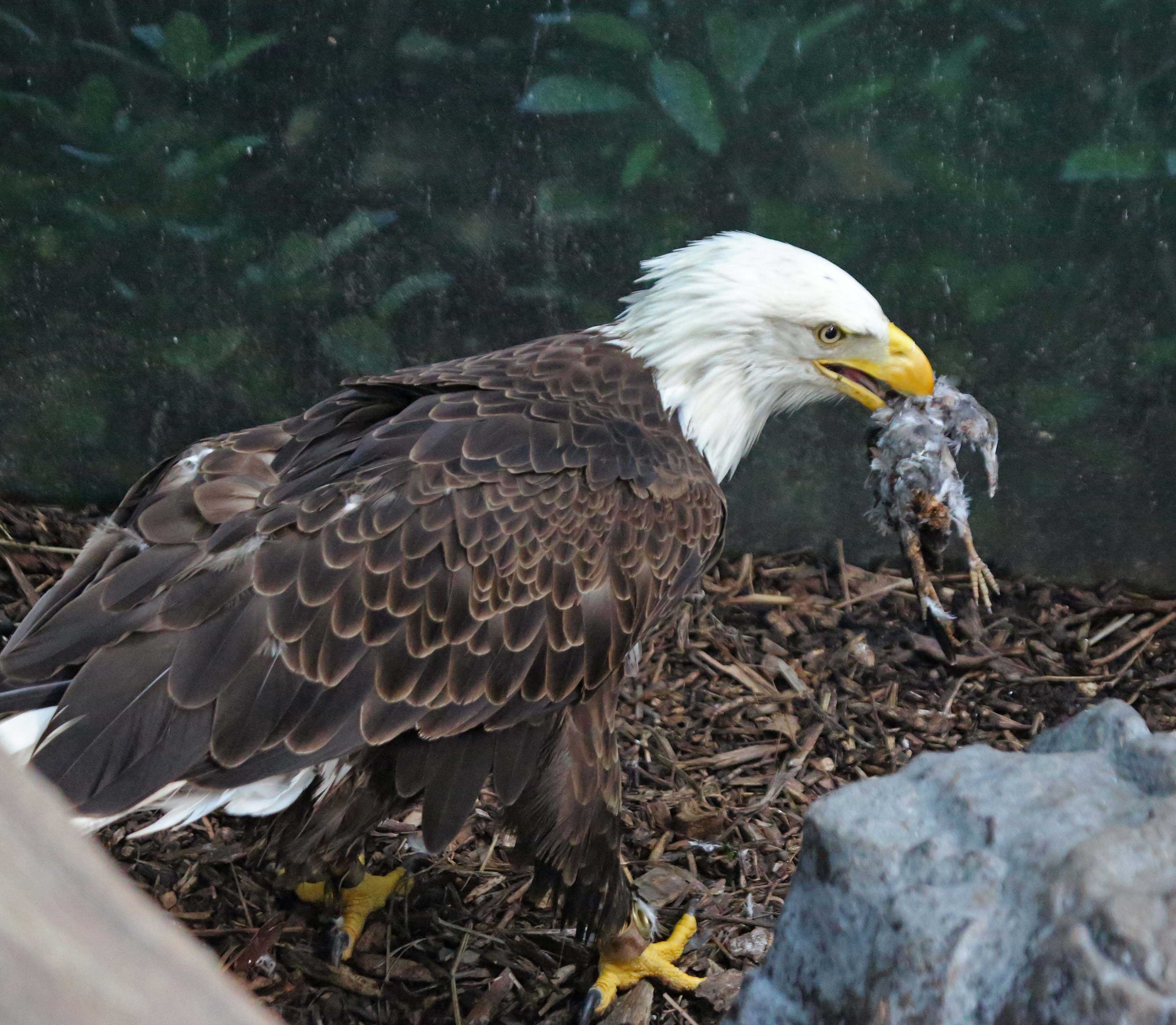 Pictures and information on Bald Eagle
