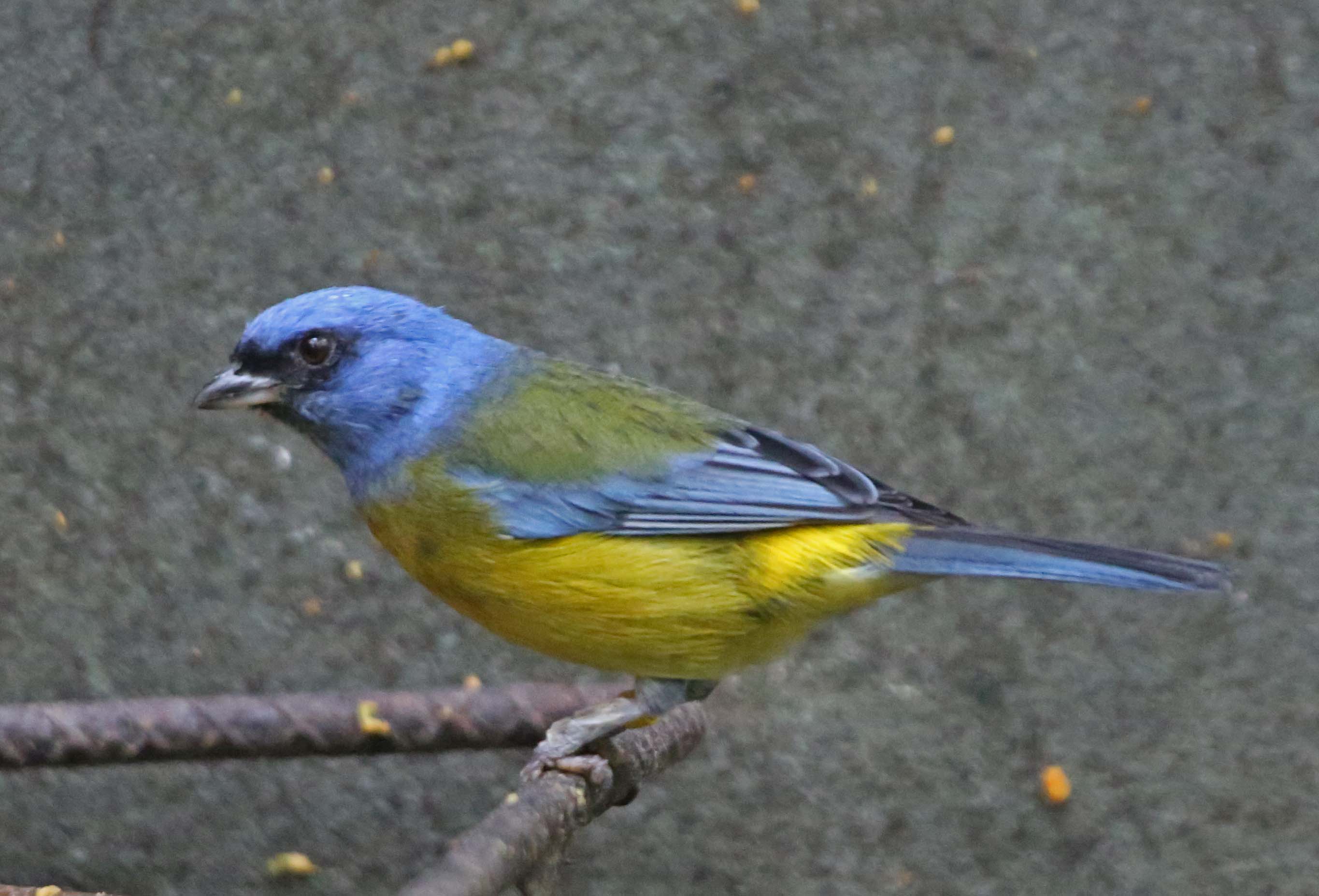 Pictures and information on Blueandyellow Tanager