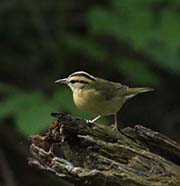 Picture/image of Worm-eating Warbler