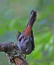 Picture/image of Gray Catbird