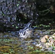 Picture/image of Black-and-white Warbler