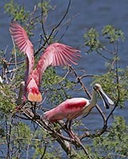 Picture/image of Roseate Spoonbill