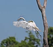 Picture/image of Great Egret