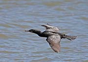 Picture/image of Neotropic Cormorant