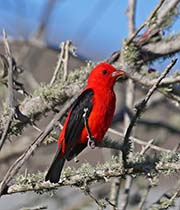 Picture/image of Scarlet Tanager