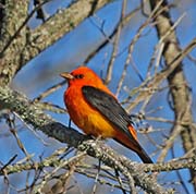 Picture/image of Scarlet Tanager