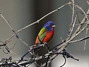 Picture/image of Painted Bunting