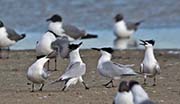 Picture/image of Sandwich Tern