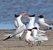 Picture/image of Royal Tern