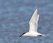Picture/image of Sandwich Tern