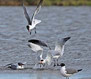 Picture/image of Royal Tern