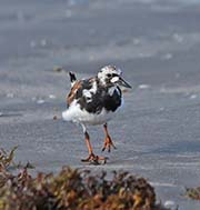 Picture/image of Ruddy Turnstone
