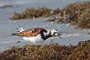 Picture/image of Ruddy Turnstone