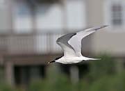 Picture/image of Sandwich Tern