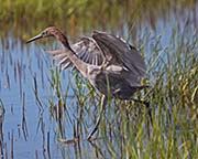 Picture/image of Reddish-Dark Morph Egret