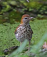 Picture/image of Wood Thrush