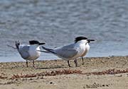 Picture/image of Sandwich Tern