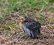 Picture/image of Northern Mockingbird