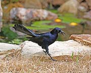 Picture/image of Great-tailed Grackle