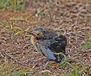 Picture/image of Northern Mockingbird