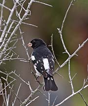 Picture/image of Rose-breasted Grosbeak