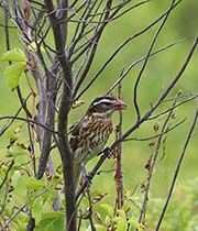 Picture/image of Rose-breasted Grosbeak