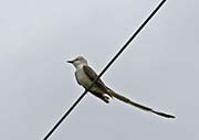 Picture/image of Scissor-tailed Flycatcher