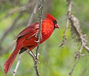 Picture/image of Northern Cardinal