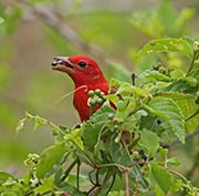 Picture/image of Summer Tanager