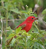 Picture/image of Summer Tanager