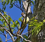 Picture/image of Great Crested Flycatcher