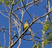 Picture/image of Great Crested Flycatcher