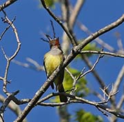 Picture/image of Great Crested Flycatcher