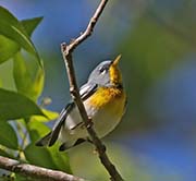 Northern Parula