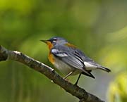 Picture/image of Northern Parula