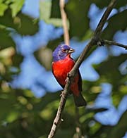 Picture/image of Painted Bunting