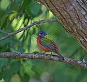 Picture/image of Painted Bunting