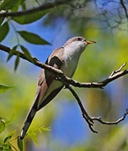 Picture/image of Yellow-billed Cuckoo