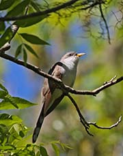 Picture/image of Yellow-billed Cuckoo
