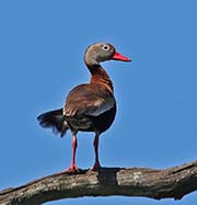Picture/image of Black-bellied Whistling Duck