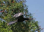 Picture/image of Anhinga