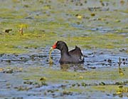 Picture/image of Common Gallinule