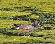 Picture/image of Blue-winged Teal